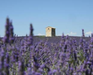 Lavender Villas Provence