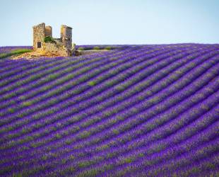 Lavender Villas Provence